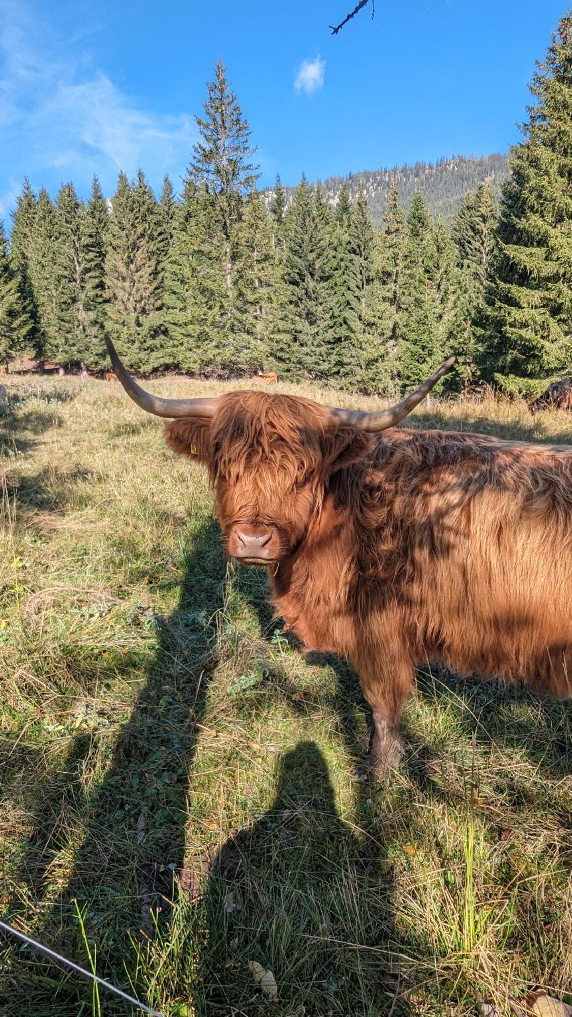 Ferienhaus Alpenchalet Im Steirischen Salzkammergut Tauplitz